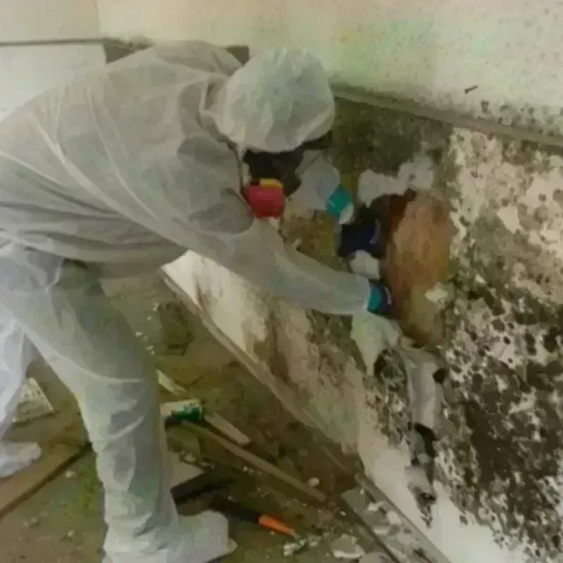 Mold Remediation and Removal in Trotwood, OH